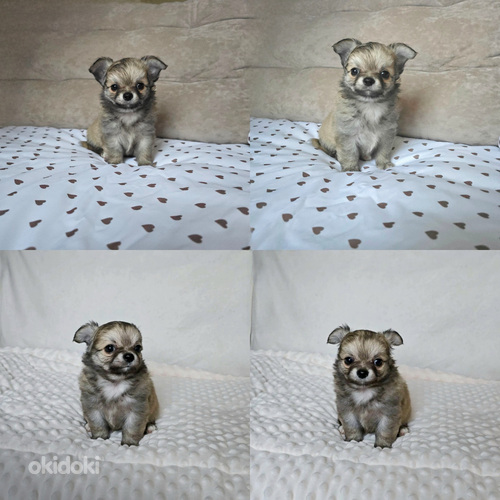 Chihuahua pennut