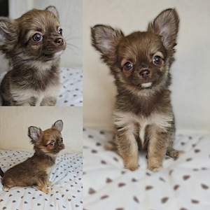 Chihuahua pennut (1 valokuva sivusta 2)