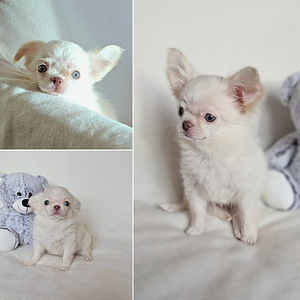 Chihuahuan tyttöpentu (1 valokuva sivusta 1)