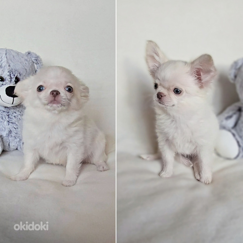 Chihuahuan tyttöpentu