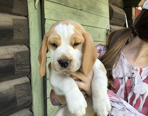 Beaglen pennut (2 valokuva sivusta 3)