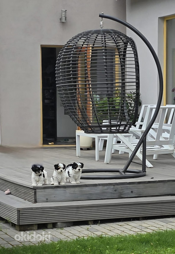 Biwer York ,Бивер