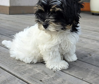 Biewer Yours puika 2,5 men