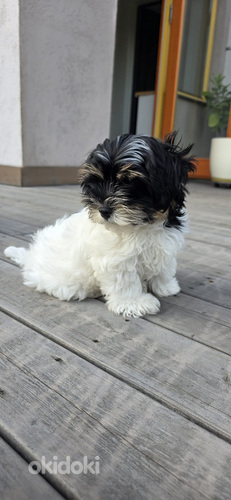 Бивер Йоркс мальчик 2,5 месяца