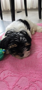Biewer Your puppy (4 foto no 6)