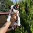 Boston Terrier Welpe sucht neuen Hände (Foto #1)