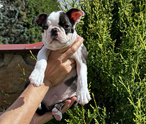 Boston Terrier Welpe sucht neuen Hände