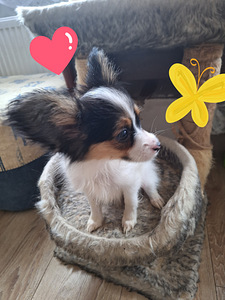 Papiljons (2 foto no 4)