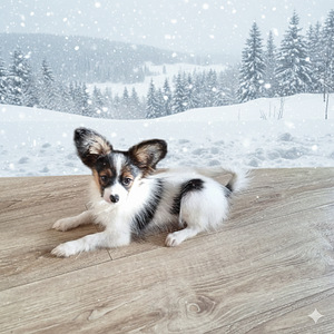 Папильон (2 фото из 3)