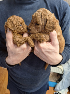 Пудель карликовый (4 фото из 4)