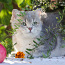 Британские короткошерстные котята (фото #1)