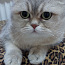 Британский короткошерстная кошка (фото #1)