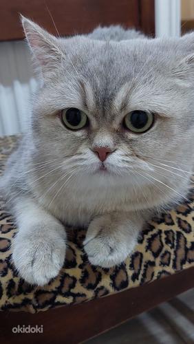Британский короткошерстная кошка (фото #1)