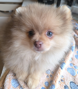 Pomeranian spitsi kutsikad (2 foto / 2)