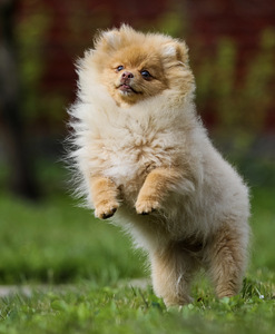 Pomeranian spits (1 foto / 3)