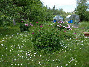 Toonekure AÜ, Kibuna, Saue vald, Harjumaa (7 фото из 7)