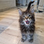 Maine Coon (foto #5)