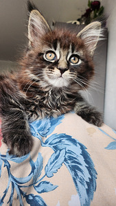 Maine Coon (2 foto / 2)