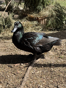 Haudemunad marans, cayuga ristand part (4 foto / 6)