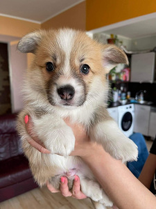 Welsh corgi pembroke (2 foto / 4)
