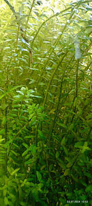 Bacopa