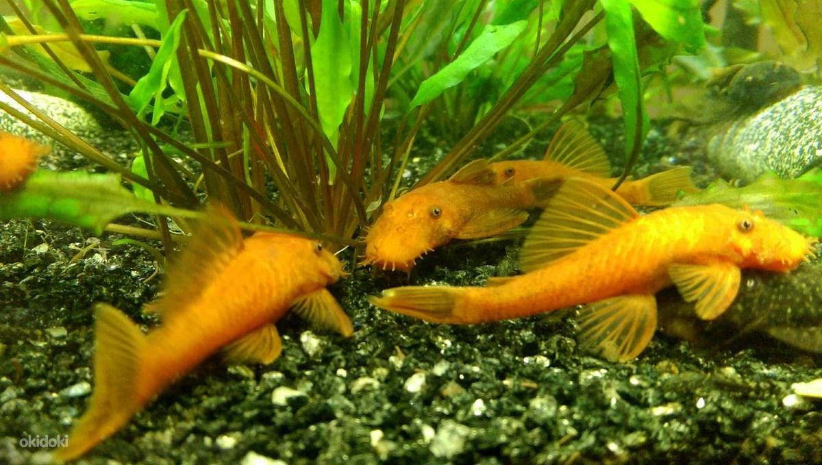 Рыбка комета вуалевая. Меченосцы аквариумные рыбки. Красный меченосец рыбка аквариумная. Меченосцы геллера лирохвостые. Меченосец ситцевый.