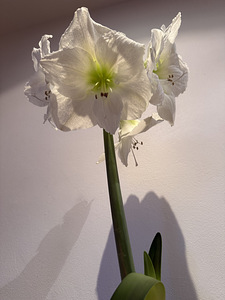 Amarüllis (1 foto / 4)