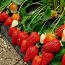 Maasika taimed. (foto #2)