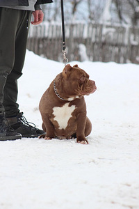 Щенок американского булля American bully (2 фото из 3)