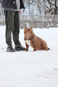 Щенок американского булля American bully (3 фото из 3)