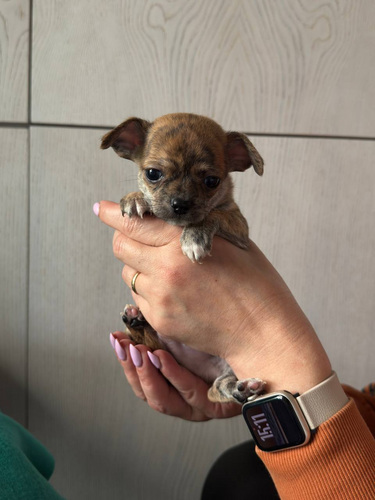 Chihuahua kutsikad