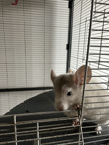 Chinchillad koos puuriga (5 foto / 5)