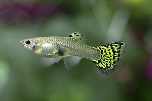 Yellow Cobra guppy (3 foto / 3)