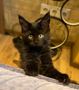 Maine Coon kassipoeg (2 foto / 3)