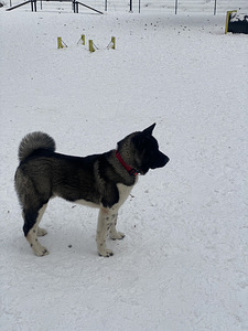 Ameerika akita (1 foto / 4)