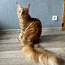 Котята мейн кун (фото #3)