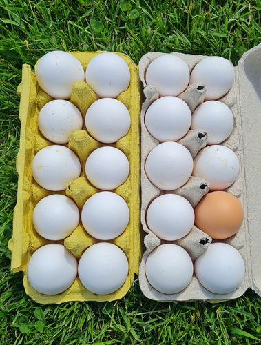 Продажа куриных яиц