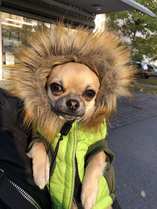 Ilus energiline,noor chihuahua.Otsin sõbrannat.❤ (2 foto / 4)