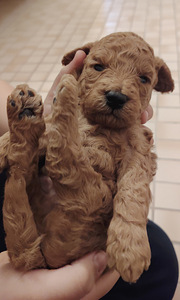 Kääpiövillakoiran pennut (2 valokuva sivusta 6)