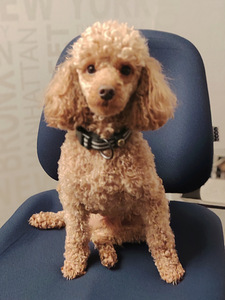 Kääpiövillakoiran pennut (6 valokuva sivusta 6)