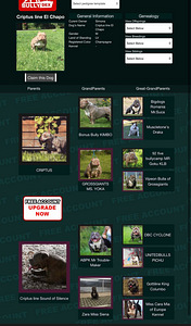 American pocket bully (8 фото из 10)