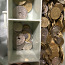 Müntide kollektsioon (foto #3)