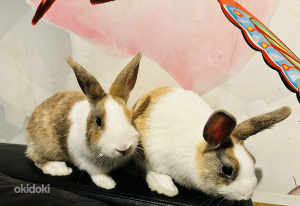 Короткошерстные мини-кролики (фото #7)