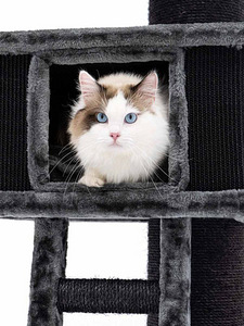 PETREBELS Kraapimispuu Ragdoll 180, antratsiit või valge (4 foto / 10)