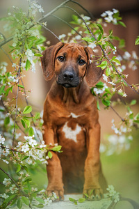 Rhodesian ridgeback (1 foto / 3)