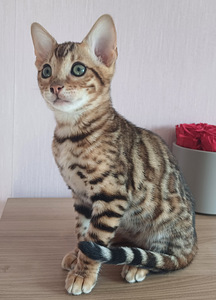 Bengal (2 foto / 9)