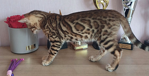Bengal (5 foto / 9)