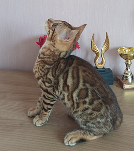Bengal (6 foto / 9)
