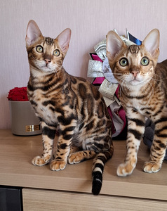 Бенгальские котята