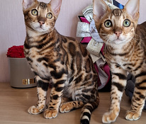 Бенгальские котята